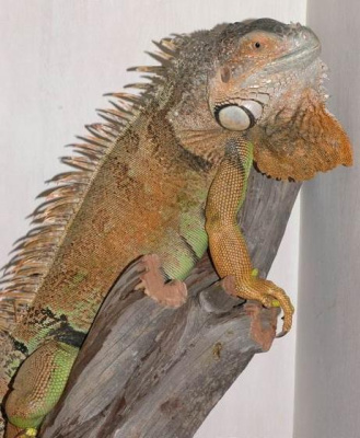 Игуана обыкновенная, M